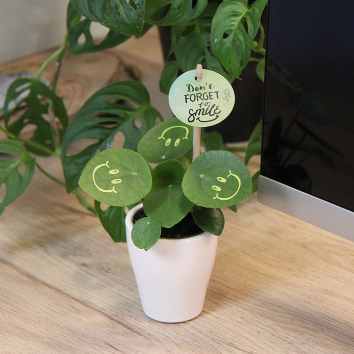 Smylieplant® - Happy in keramieke pot (small), In giftbox