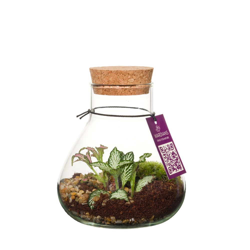 Wardians® Ecosystem - Erlenmeyer small, Zonder verpakking