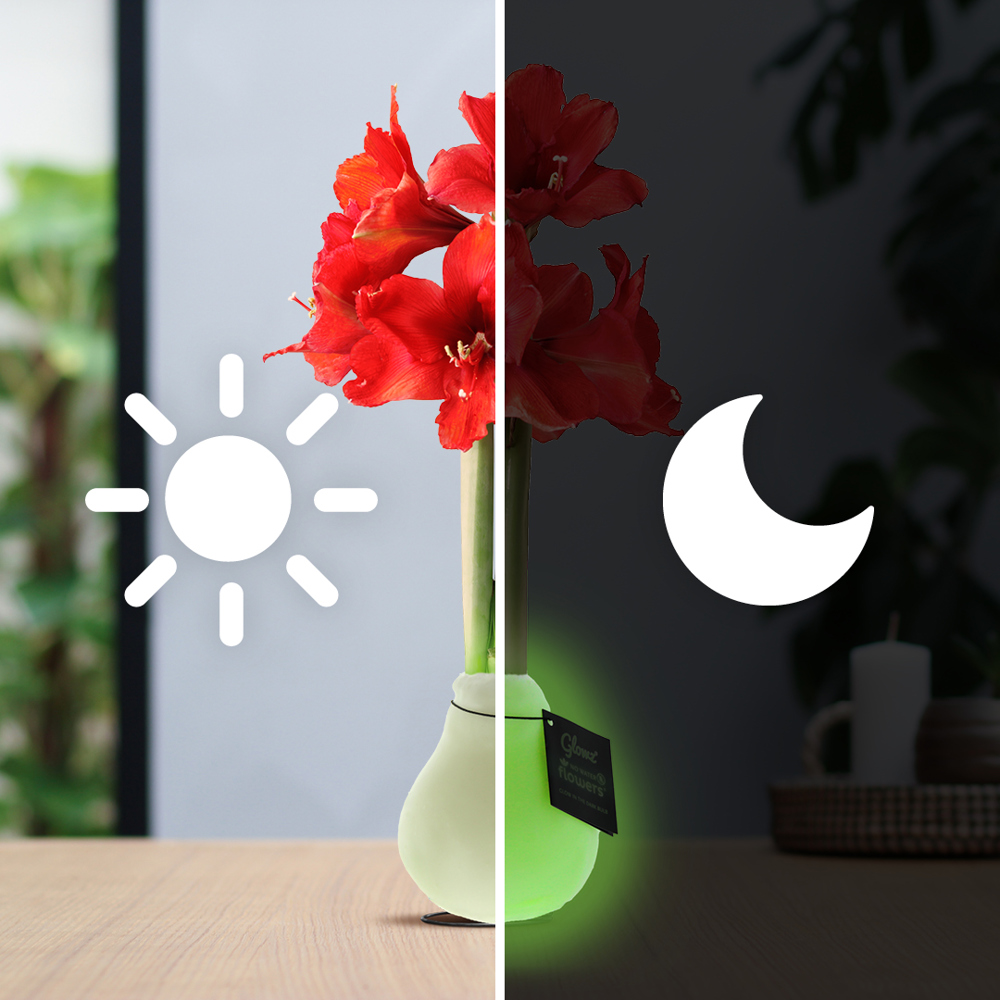 No Water Flowers® - Glowz, In giftbox