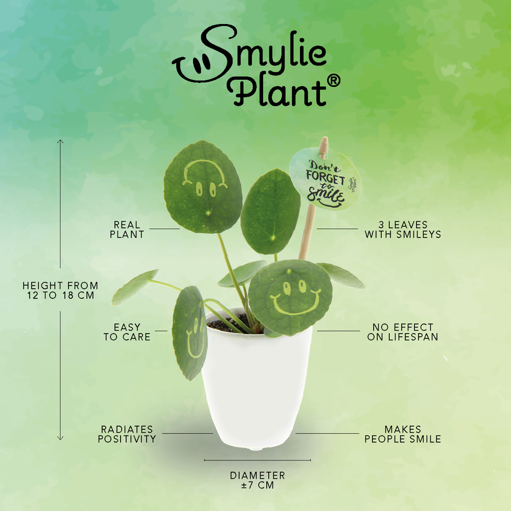 Smylieplant® - Love in papercup (small), In beschermende plantensleeve