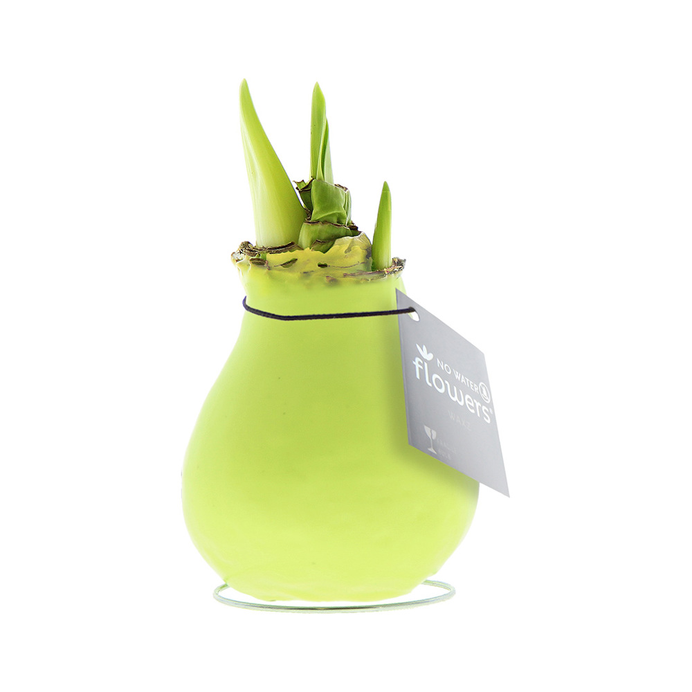 No Water Flowers® - Waxz® Colours, In giftbox, Wit - pastel groen