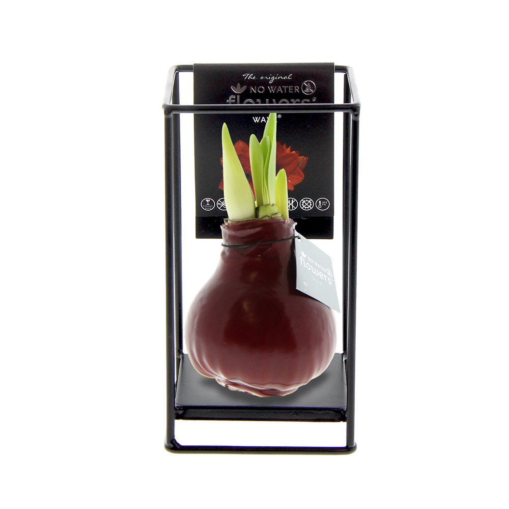 No Water Flowers® - Formz industrial - bordeaux