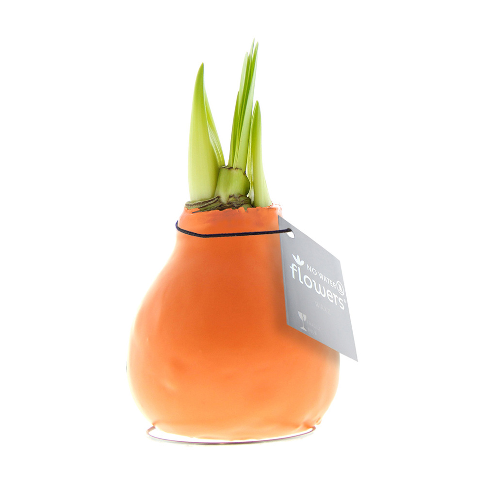 No Water Flowers® - Waxz® Colours, In giftbox, Wit - Pastel oranje