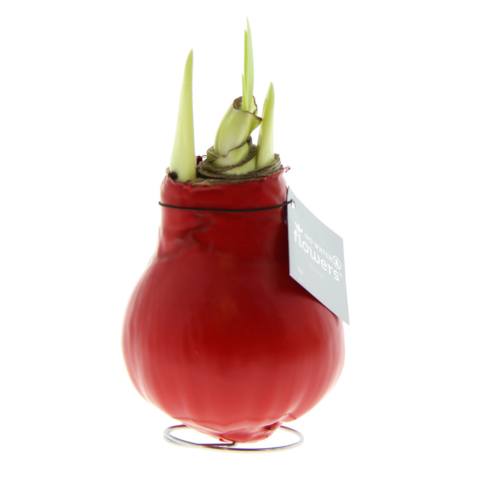 No Water Flowers® - Waxz® Colours, In giftbox, Wit - Rood