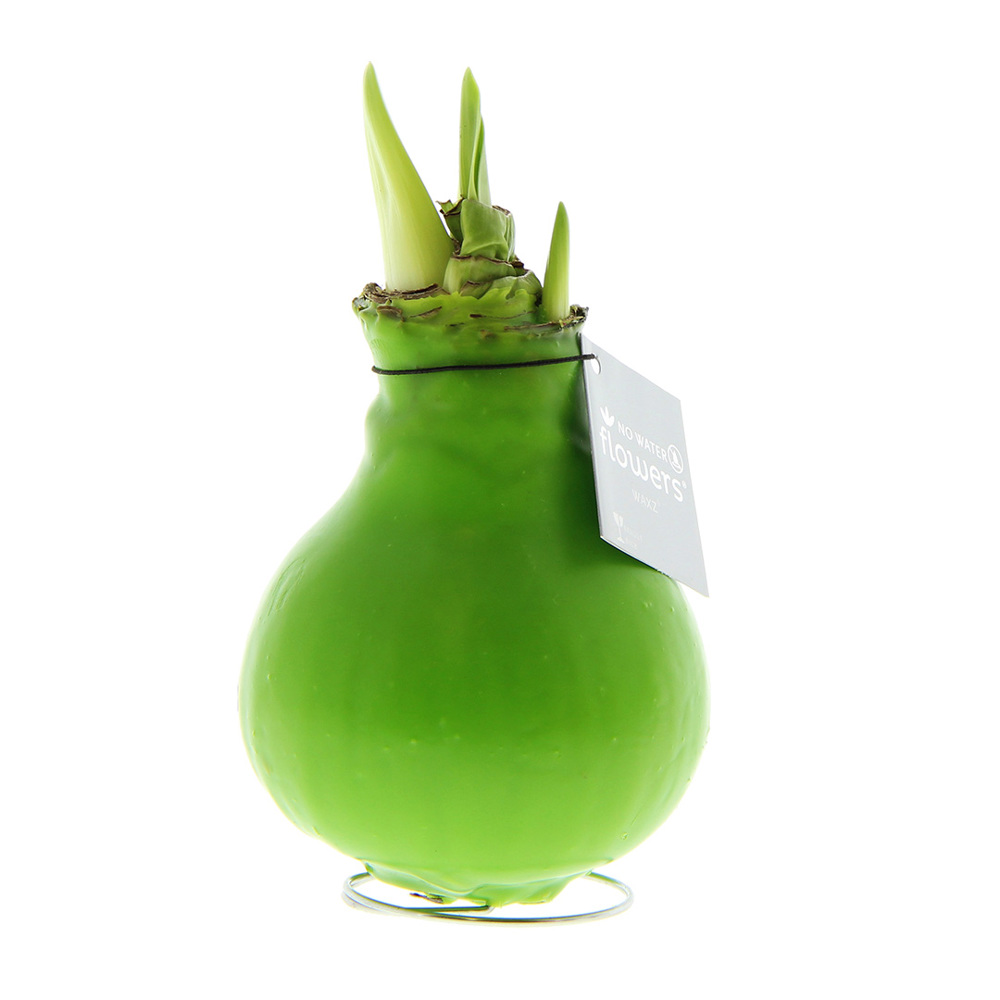 No Water Flowers® - Waxz® Colours, In giftbox, Wit - Lichtgroen