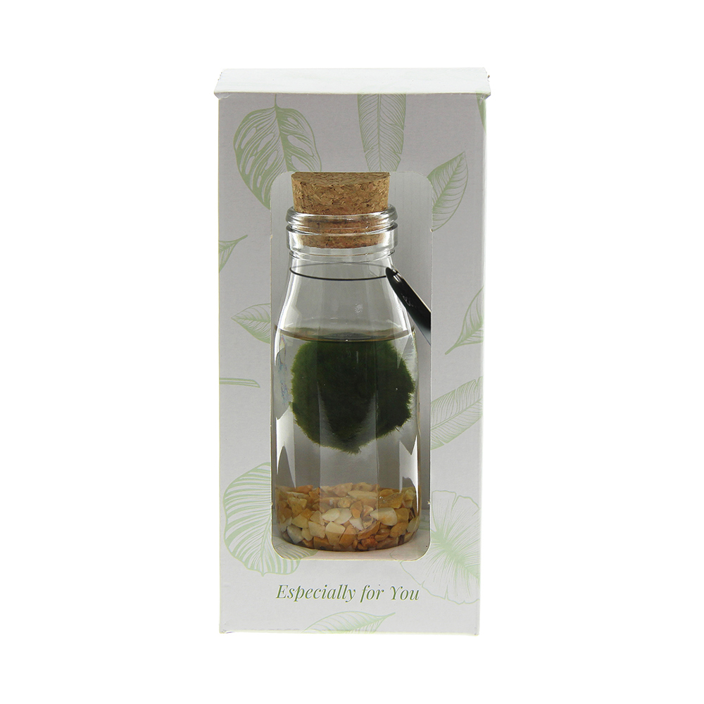 Marimo moss balls - Bottle small, In giftbox