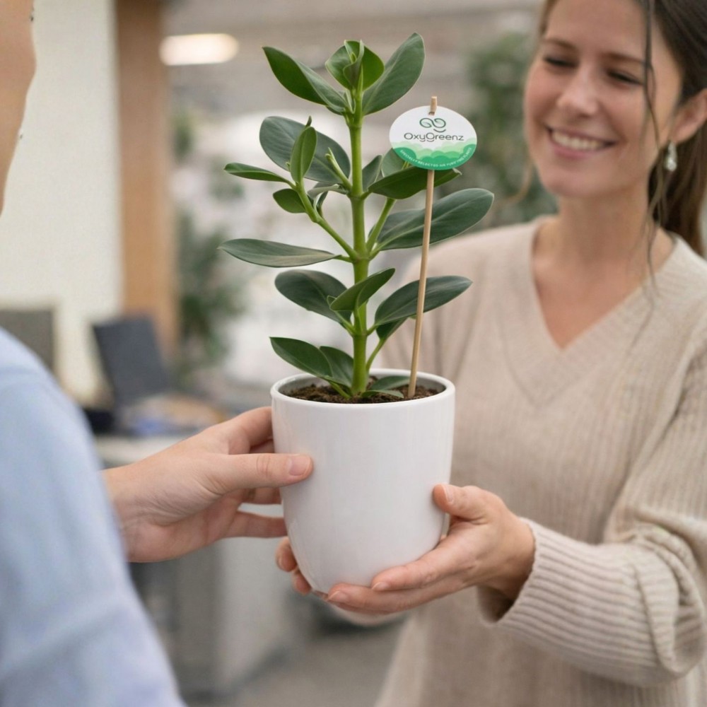 OxyGreenz® - Clusia rosea in keramieke pot, In giftbox