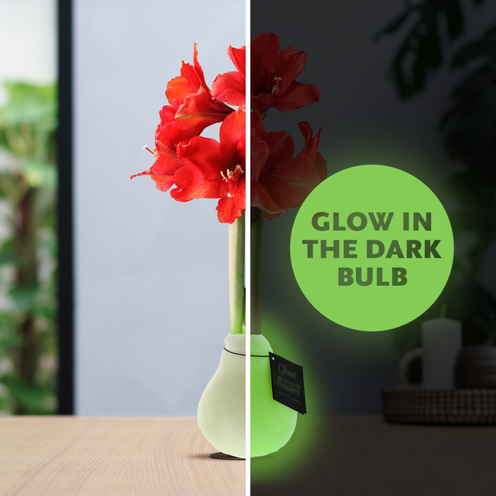 No Water Flowers® - Glowz, In giftbox