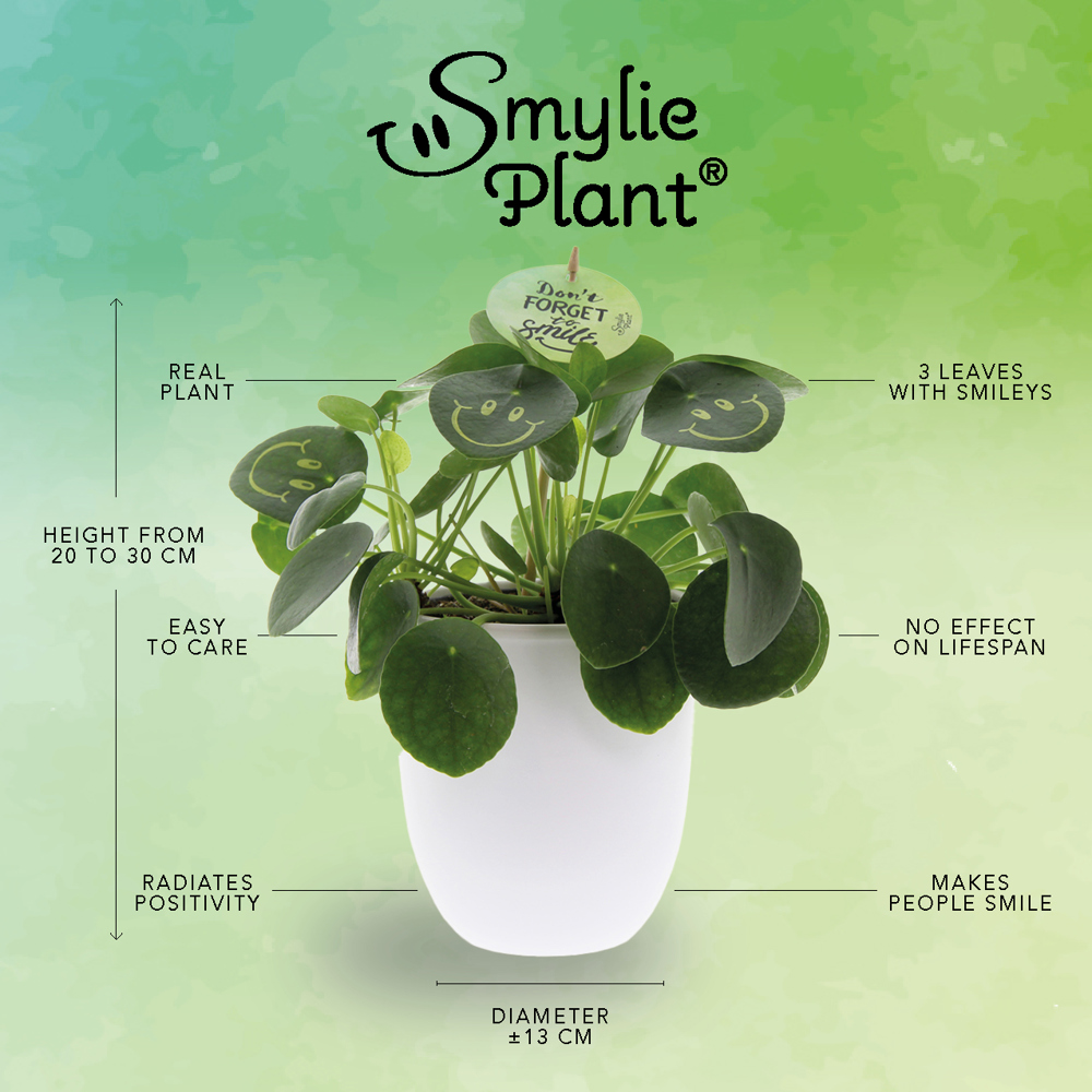 Smylieplant® - Happy in papercup (large), In giftbox