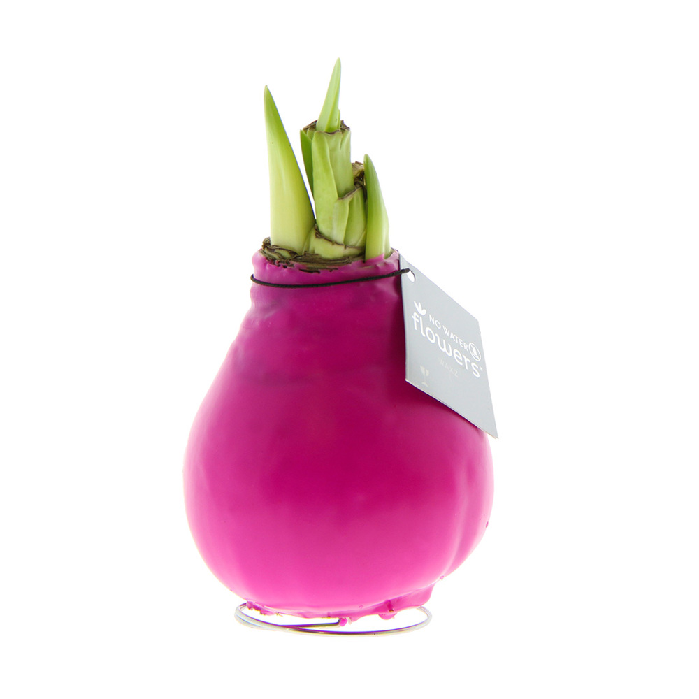 No Water Flowers® - Waxz® Colours, In giftbox, Wit - Roze