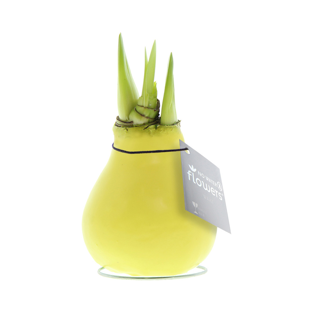 No Water Flowers® - Waxz® Colours, In giftbox, Wit - Pastel geel