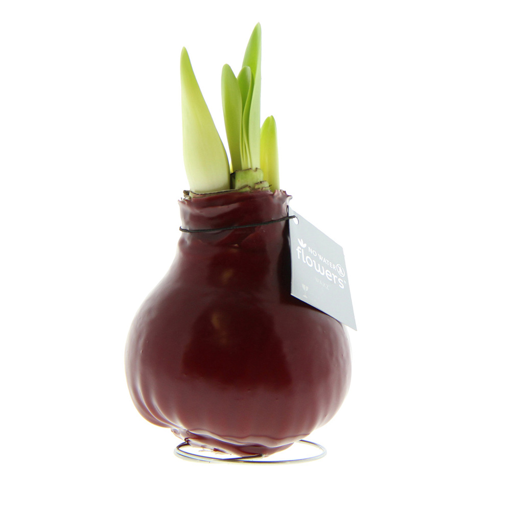 No Water Flowers® - Waxz® Colours, In giftbox, Wit - bordeaux