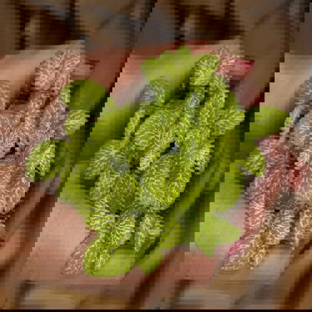 Wardians® Ecosystem - Erlenmeyer small, Zonder verpakking