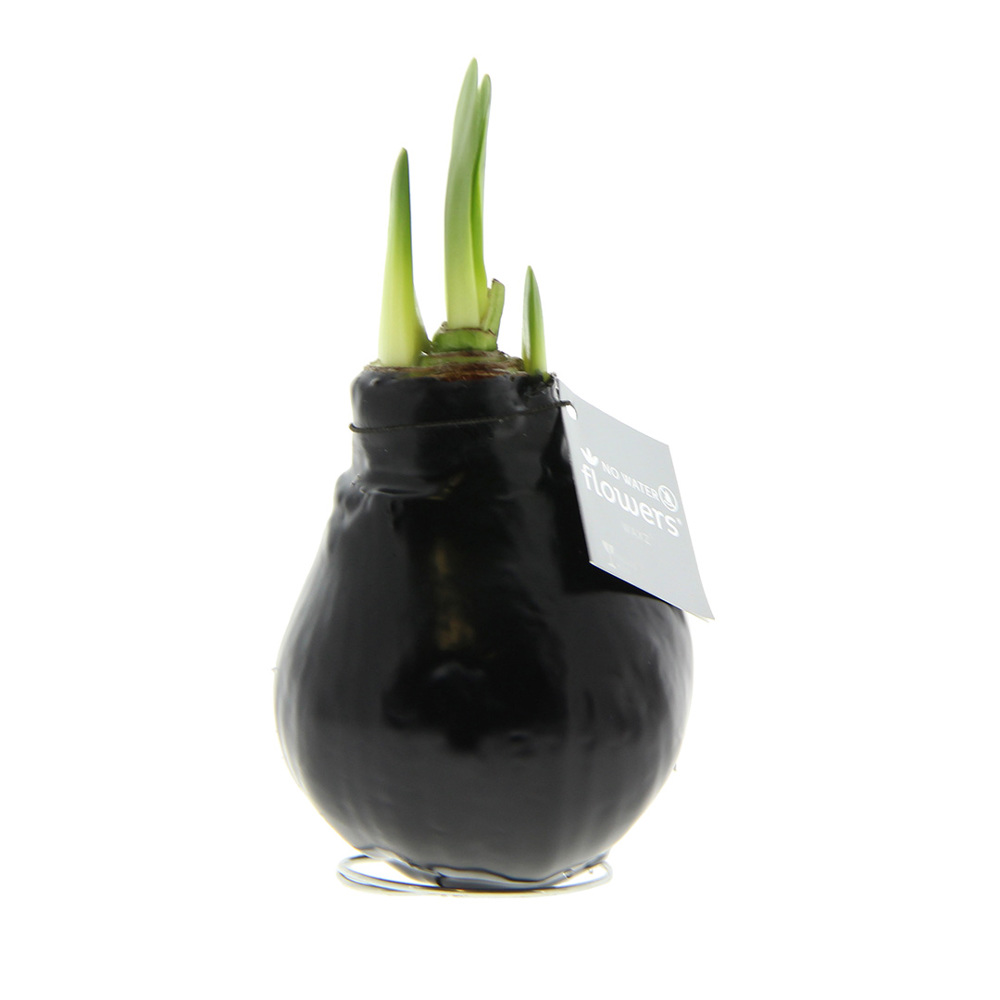 No Water Flowers® - Waxz® Colours, In giftbox, Wit - Zwart