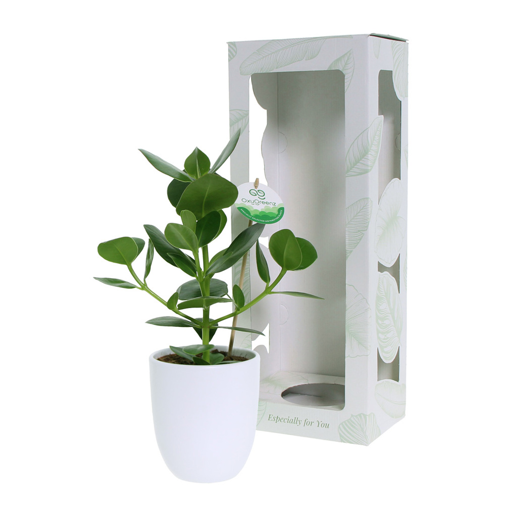 OxyGreenz® - Clusia rosea in keramieke pot, In giftbox