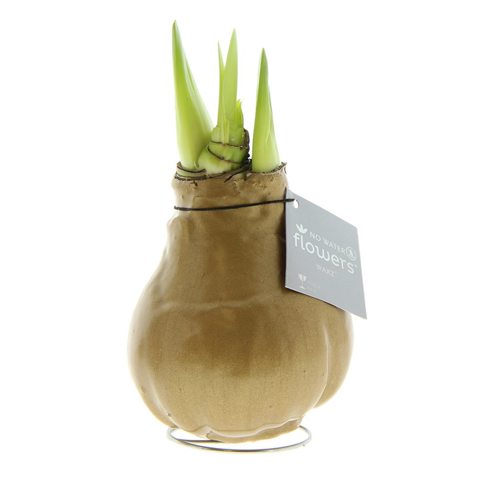 No Water Flowers® - Waxz® Colours, In giftbox, Wit - Goud