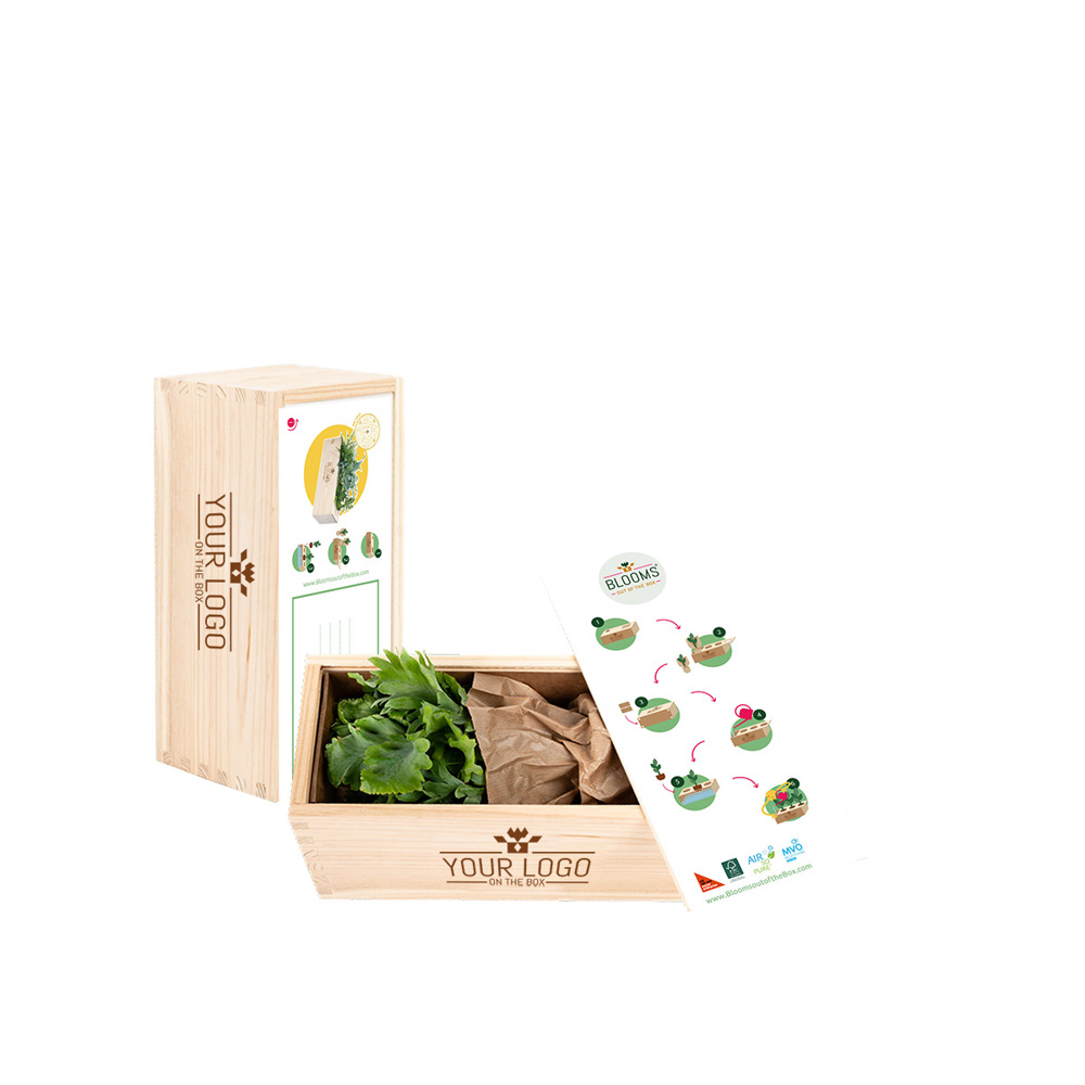 Spring out of the Box - M