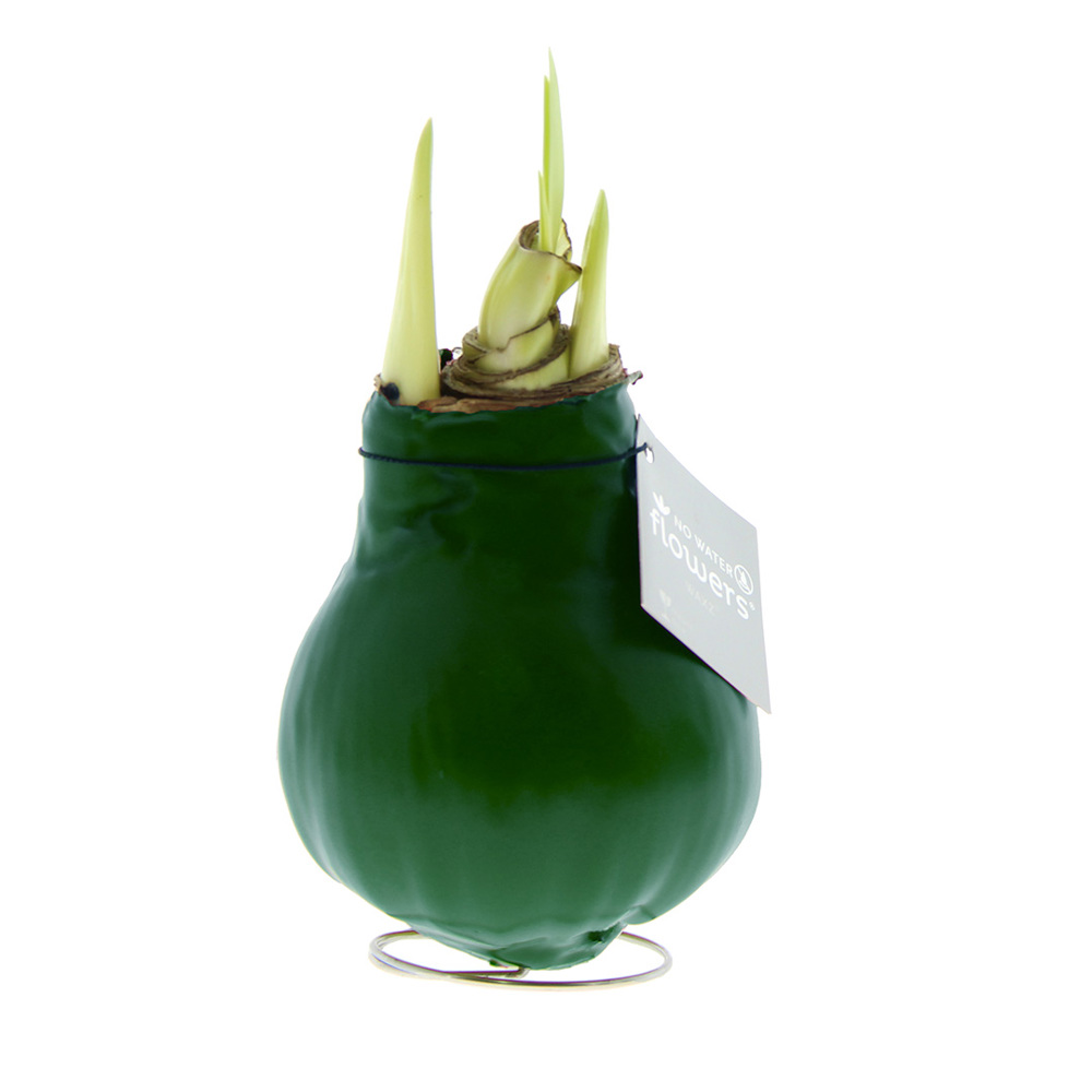 No Water Flowers® - Waxz® Colours, In giftbox, Wit - Donkergroen