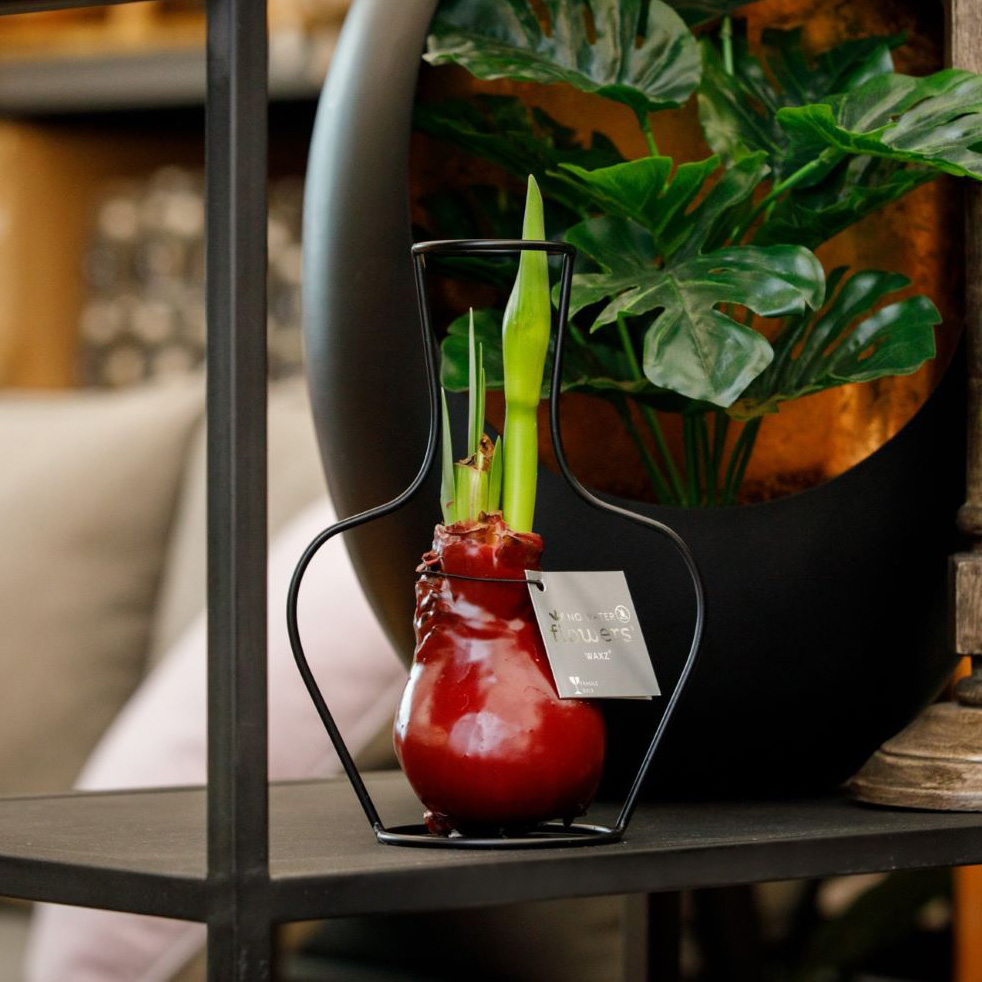 No Water Flowers® - Formz classic, In carry bag, Bordeaux