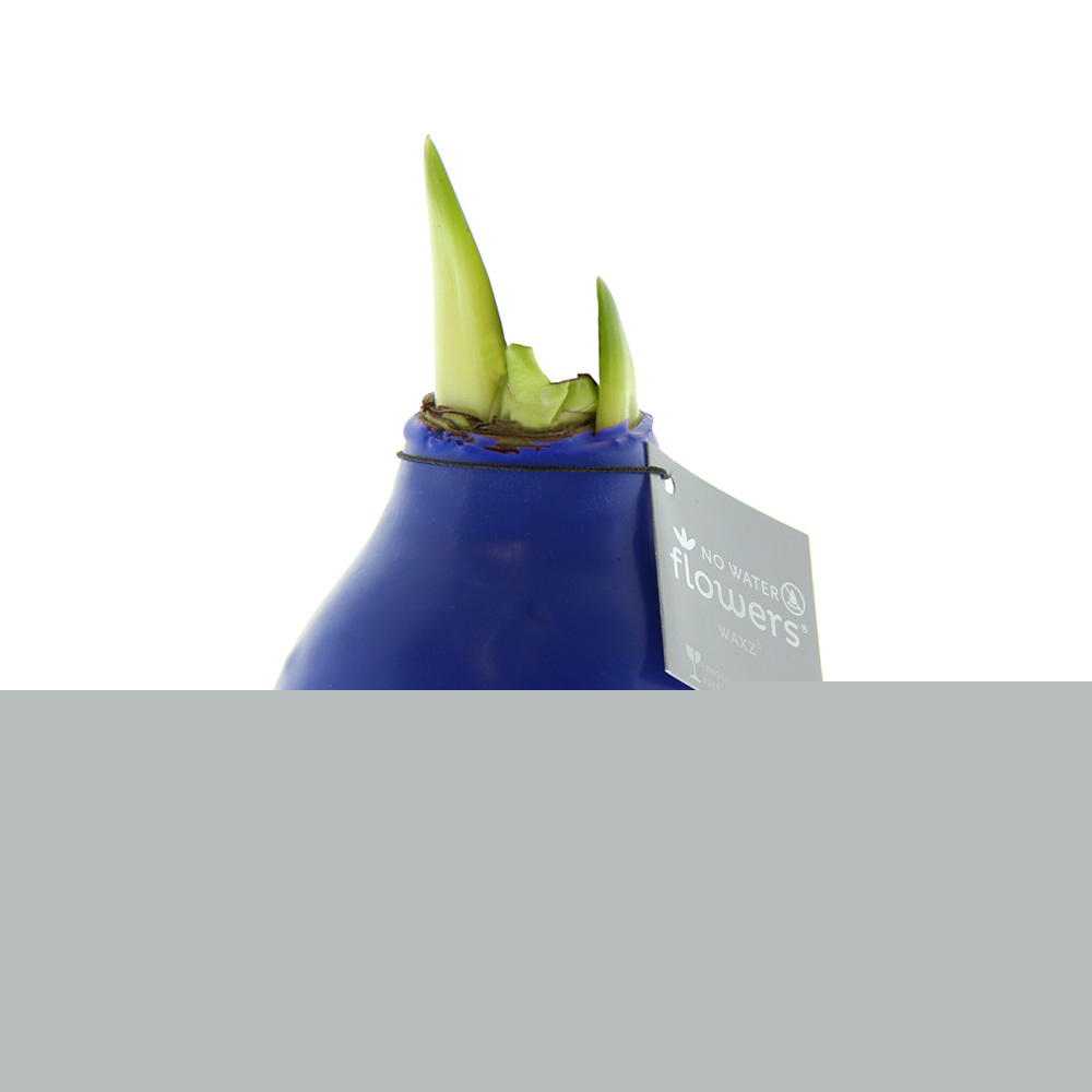 No Water Flowers® - Waxz® Colours, In giftbox, Wit - Blauw