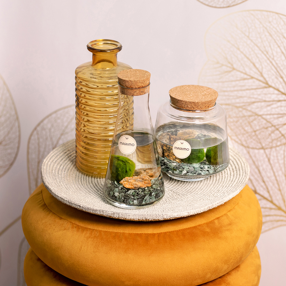 Marimo moss balls - Bottle small, In giftbox