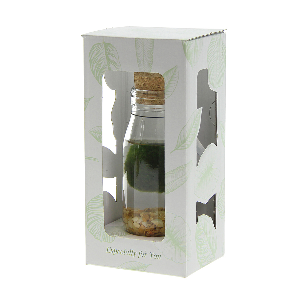 Marimo moss balls - Bottle small, In giftbox