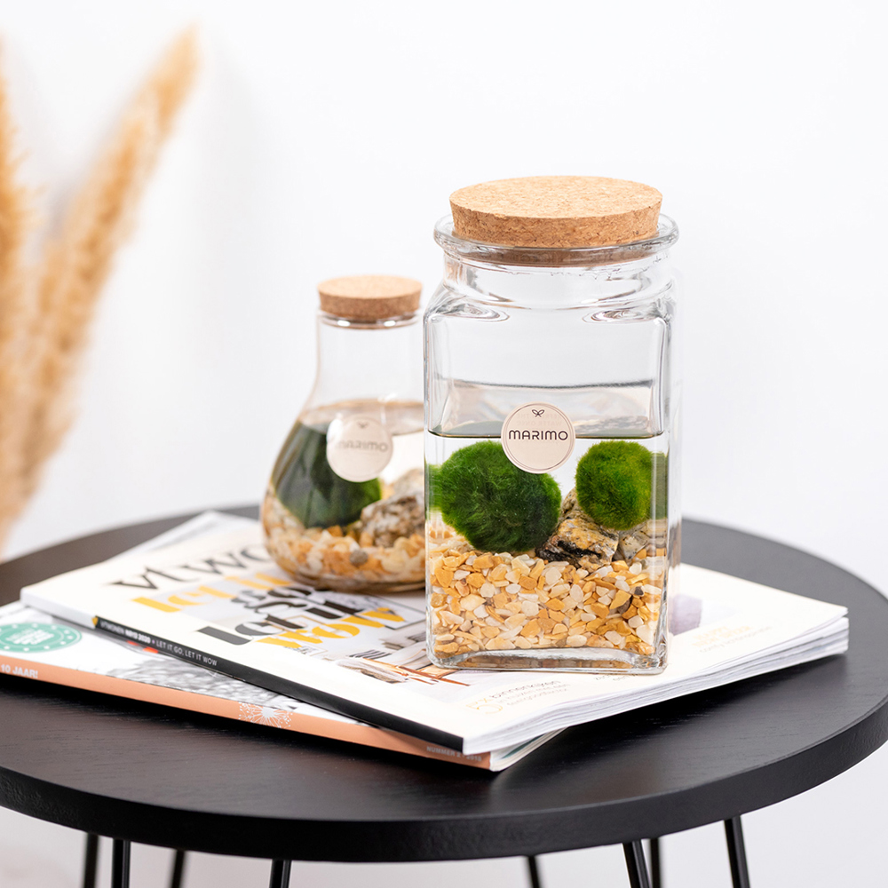 Marimo moss balls - Bottle small, In giftbox