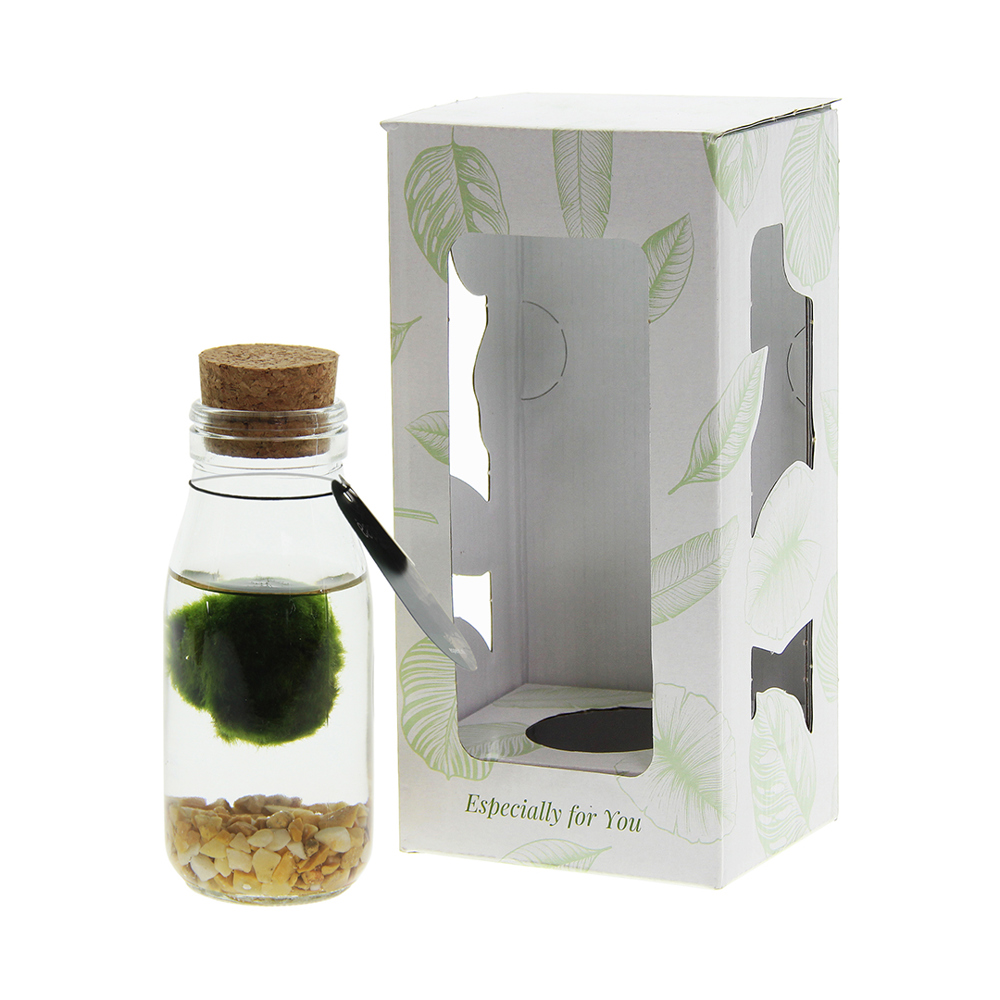 Marimo moss balls - Bottle small, In giftbox