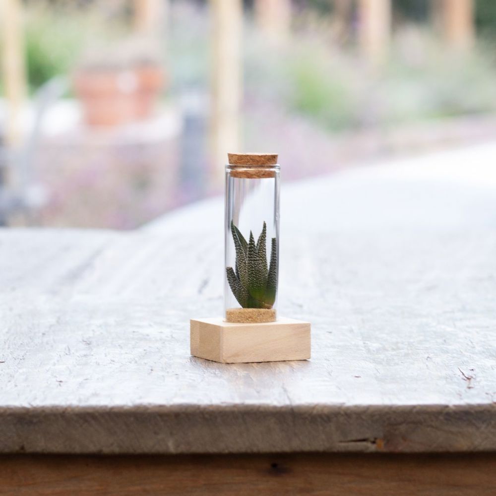 Tiny Treasurez® - Single tube & wood, Rood