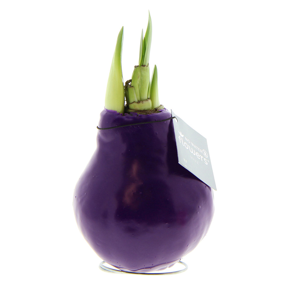 No Water Flowers® - Waxz® Colours, In giftbox, Wit - Paars
