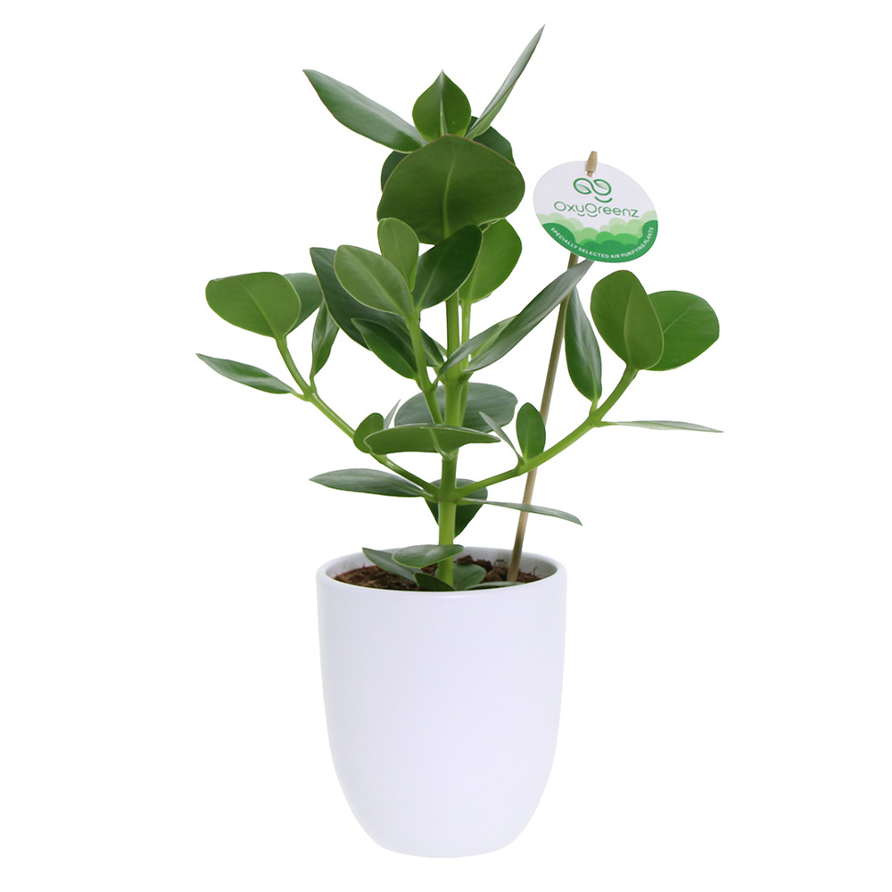 OxyGreenz® - Clusia rosea in keramieke pot, Zonder verpakking