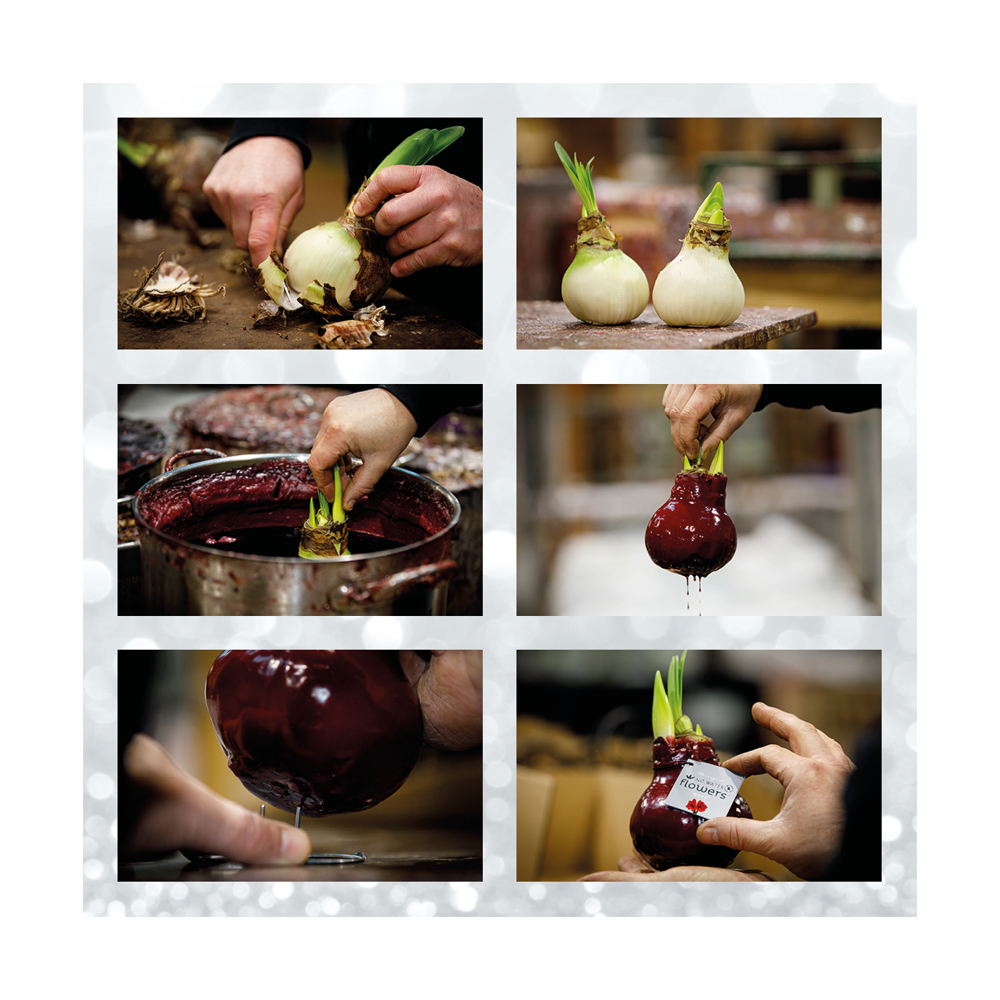 No Water Flowers® - Formz classic, In carry bag, Bordeaux