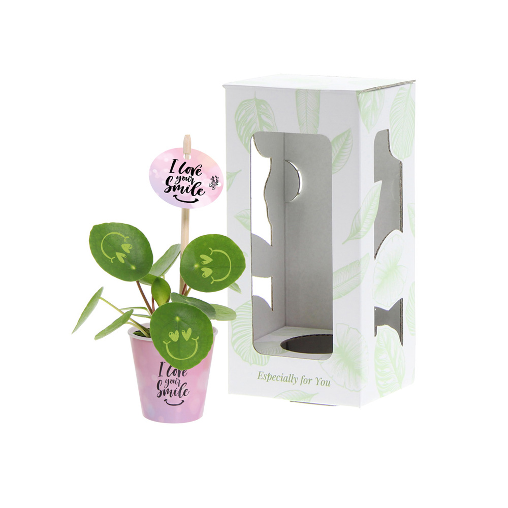 Smylieplant® - Love in papercup (small), In giftbox