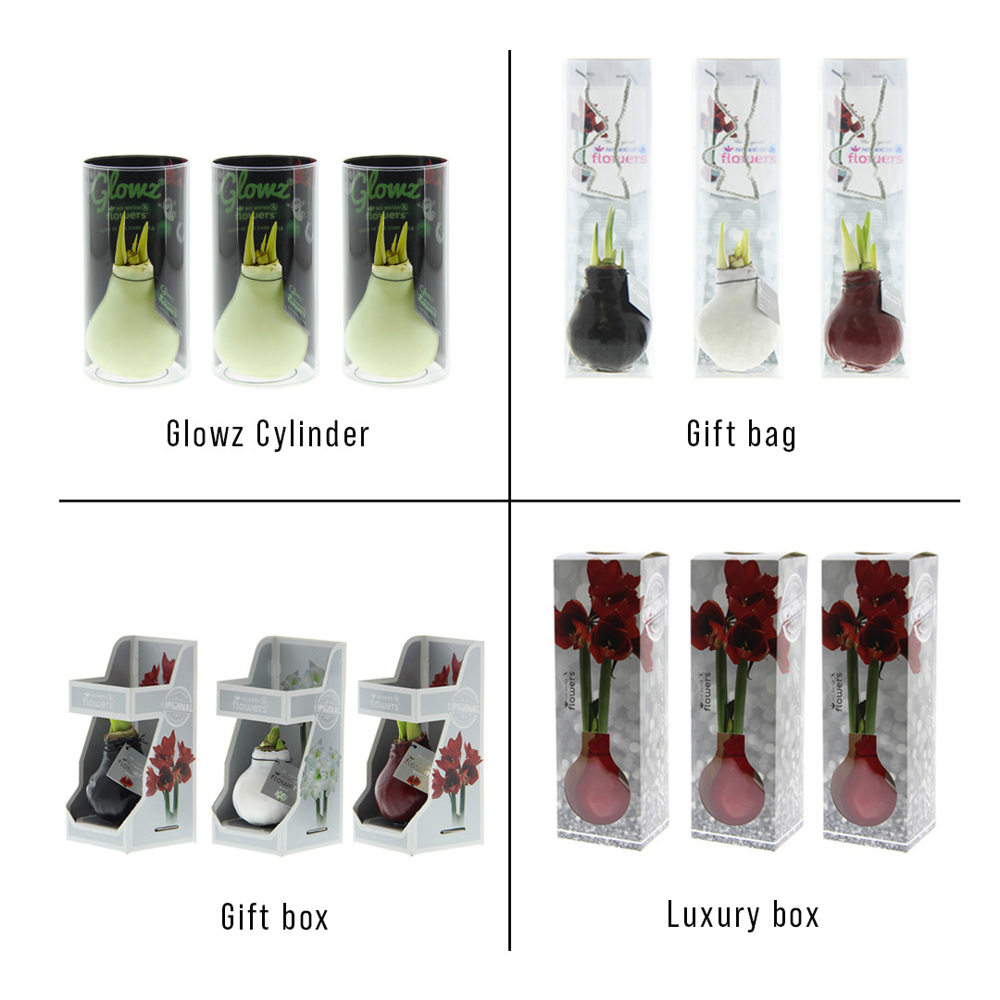 No Water Flowers® - Glowz, In giftbox