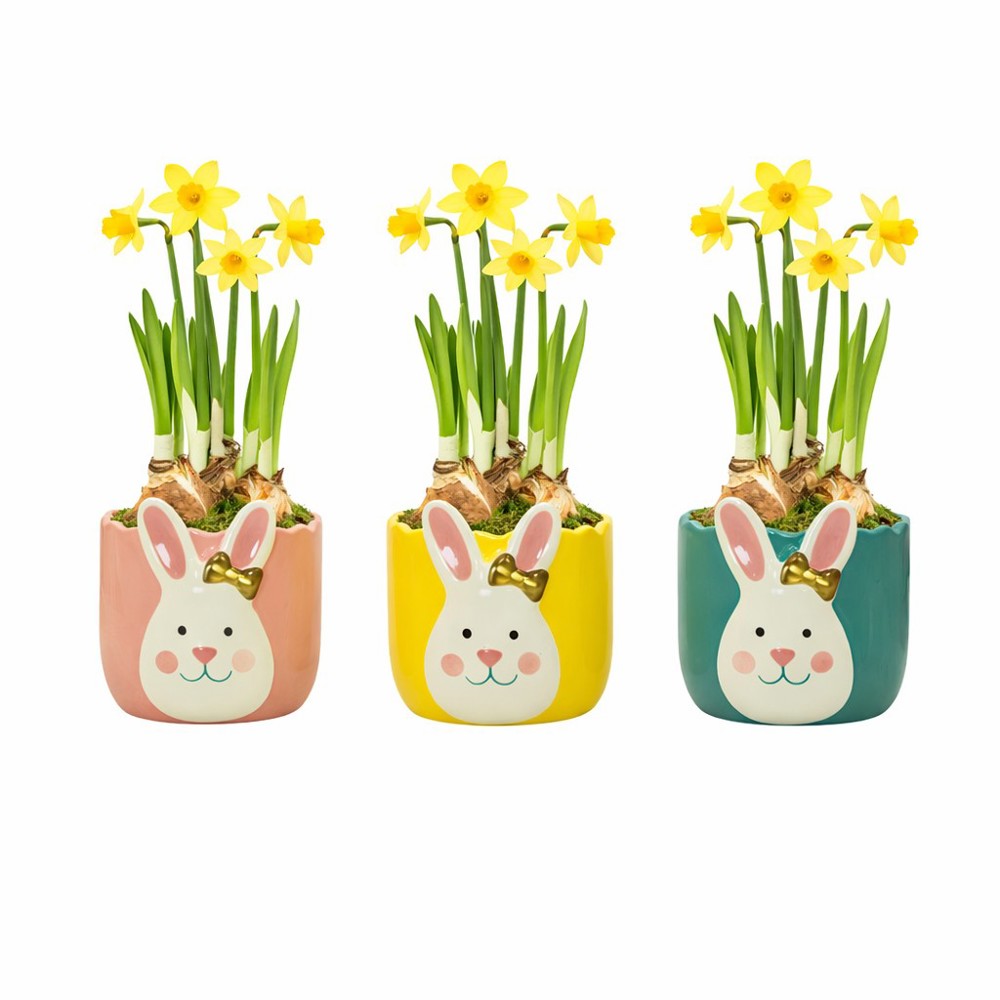 Easter golden bunny medium - Narcis, In cellofaan met chocolade eitjes