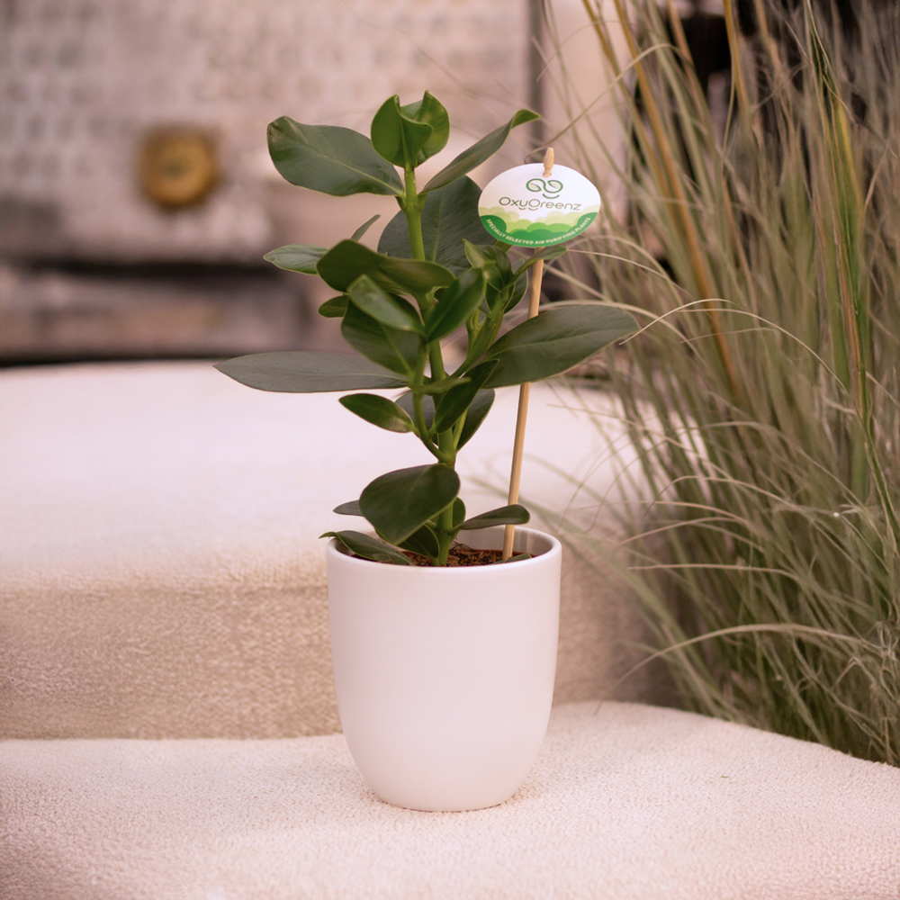 OxyGreenz® - Clusia rosea in keramieke pot, In giftbox