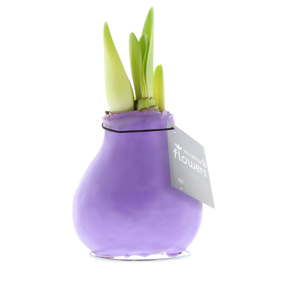 No Water Flowers® - Waxz® Colours, In giftbox, Wit - Pastel paars