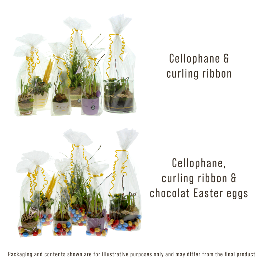 Easter golden bunny medium - Narcis, In cellofaan met chocolade eitjes