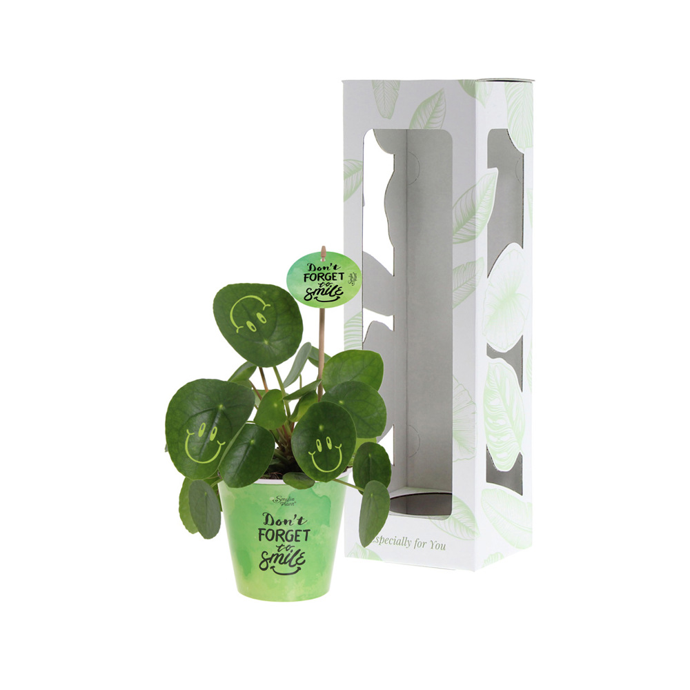 Smylieplant® - Happy in papercup (large), In giftbox