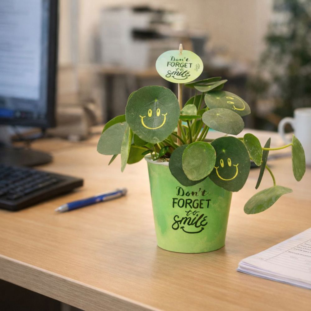 Smylieplant® - Happy in papercup (large), In giftbox