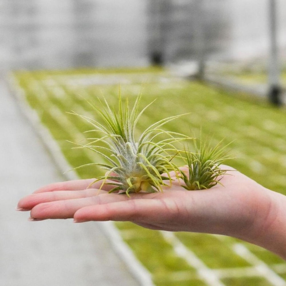 Airplant - Heart