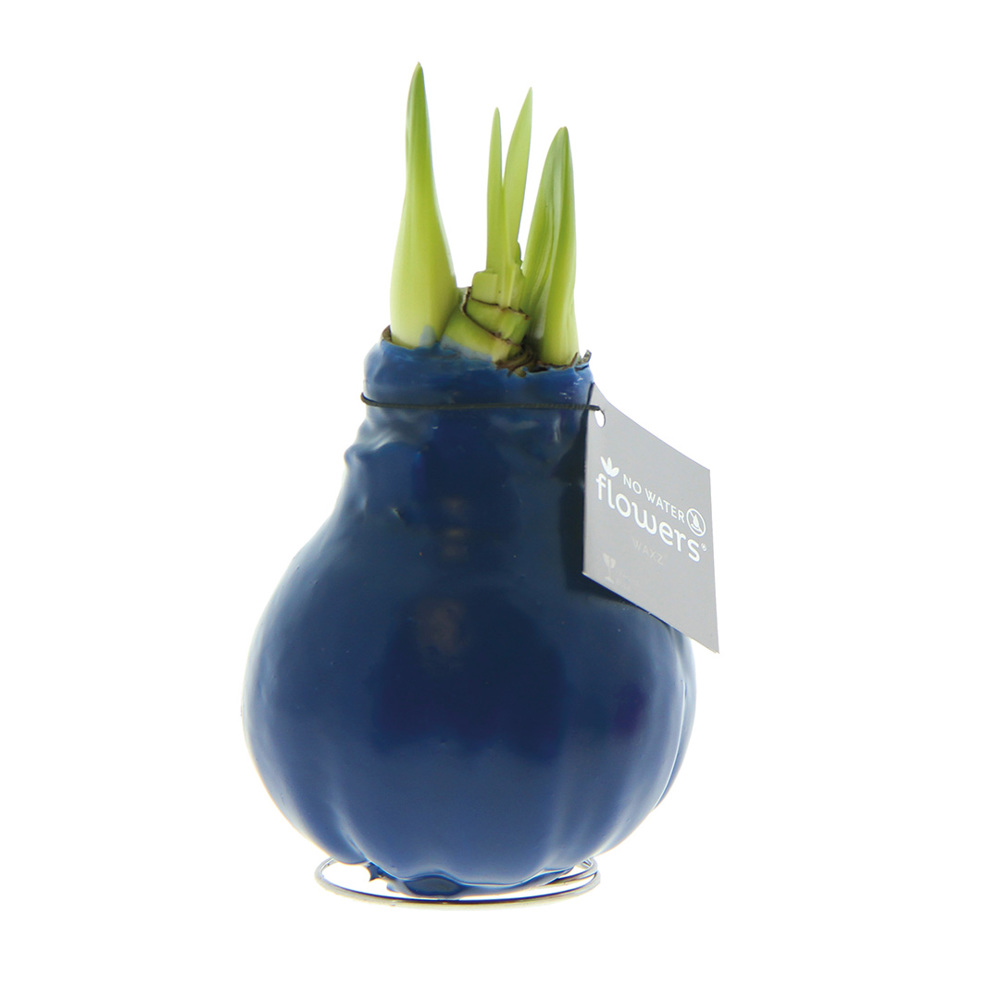 No Water Flowers® - Waxz® Colours, In giftbox, Wit - Donkerblauw