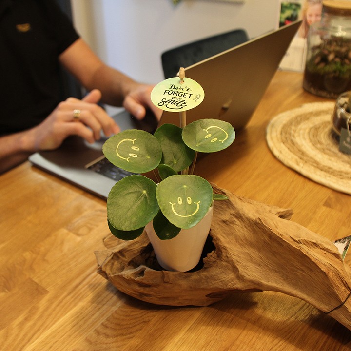 Smylieplant® - Happy in keramieke pot (small), In giftbox