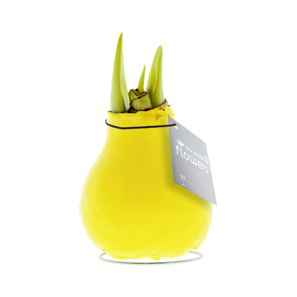 No Water Flowers® - Waxz® Colours, In giftbox, Wit - Geel