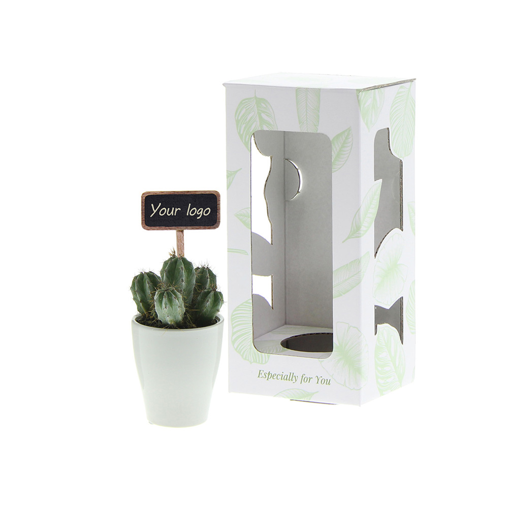 ChalkNotes® - Cacti mix, In giftbox