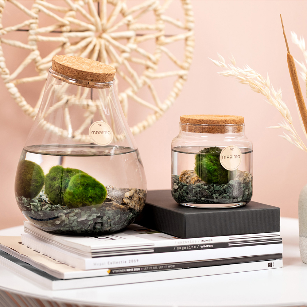 Marimo moss balls - Bottle small, In giftbox