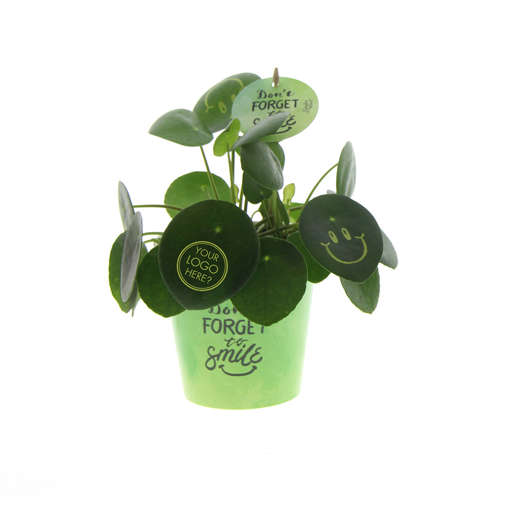 Smylieplant® - Happy in papercup (large), In giftbox