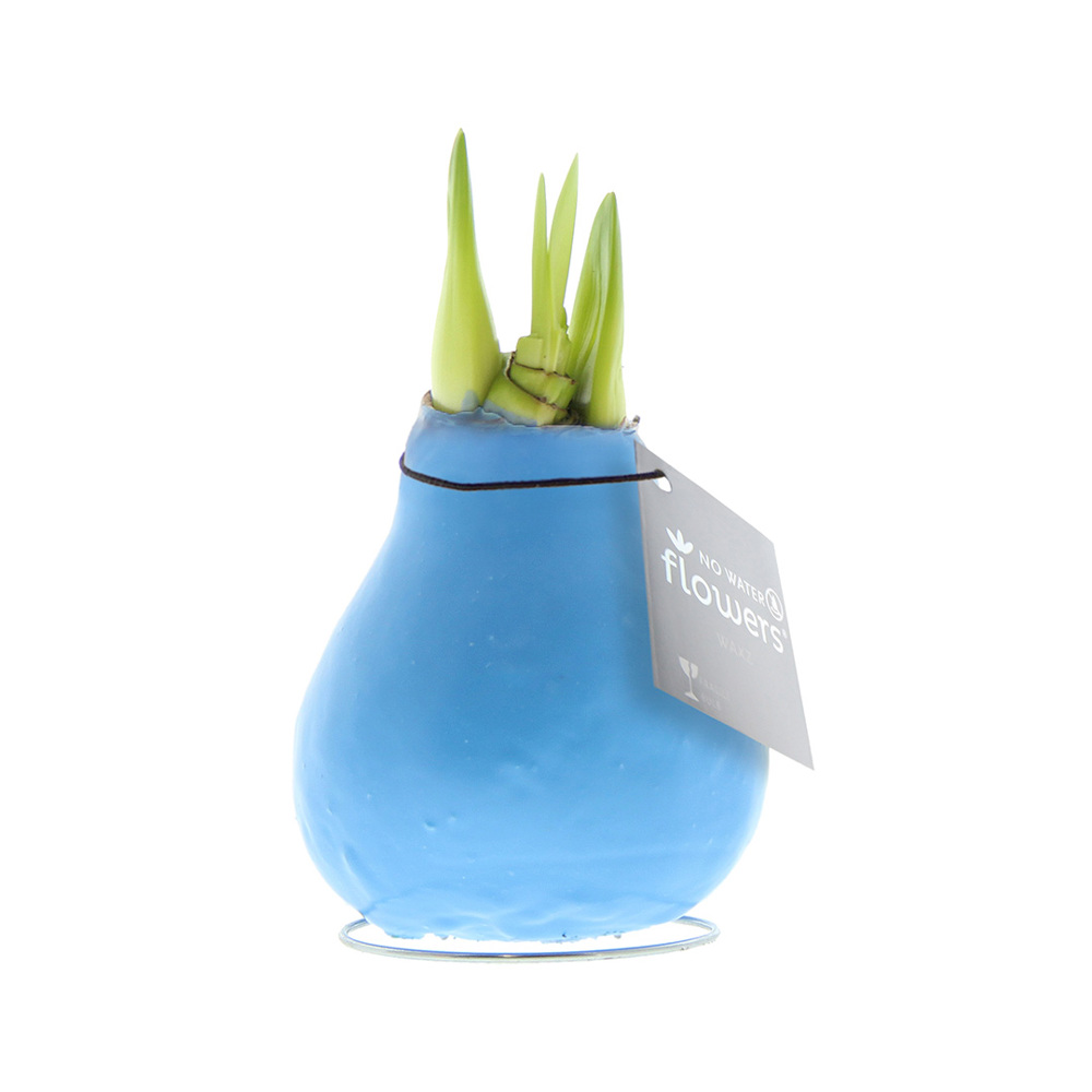 No Water Flowers® - Waxz® Colours, In giftbox, Wit - pastel blauw